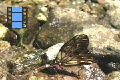 Scene 15_Catasticta drinking and pumpin water in a stream before forced to take off_hss